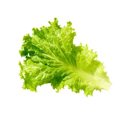 زيادة خس